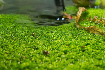 tropical aquatic plants in the aquarium