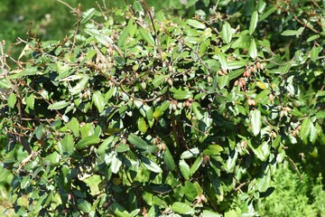 Elaeagnus pungens fruits / Ripe in spring, edible and medicinal.