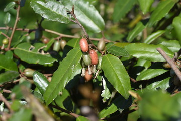 Elaeagnus pungens fruits / Ripe in spring, edible and medicinal.