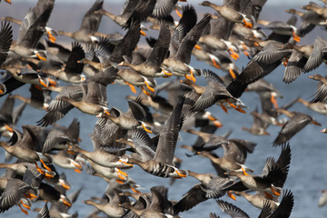  Flock of geese in flight © Mariusz