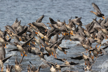  Flock of geese in flight