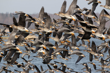  Flock of geese in flight © Mariusz