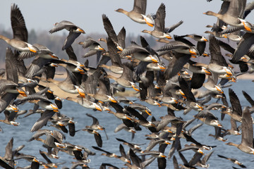  Flock of geese in flight © Mariusz