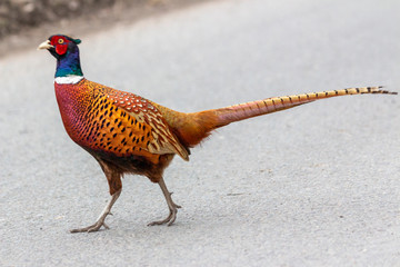 Common Pheasant