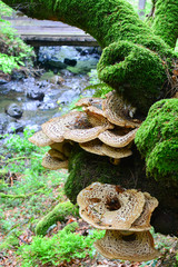 Dryad's Saddle mushroom and moss on old beech tree