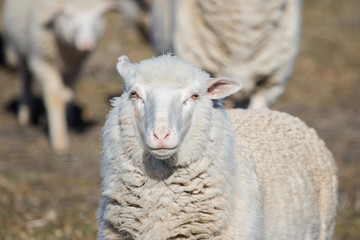 Close up view of some Merino sheep in a flock on a Karoo farm just outside Touwsrivier in the...