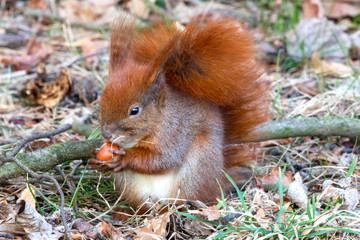 The red squirrel in the park eats acorns