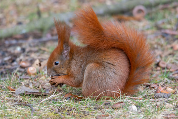 The red squirrel in the park eats acorns