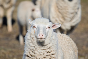 Close up view of some Merino sheep in a flock on a Karoo farm just outside Touwsrivier in the...