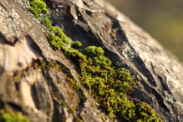 Green moss on tree