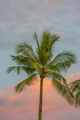 Plakat 椰子の木