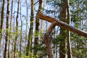 Fototapeta premium Gebrochener Baum