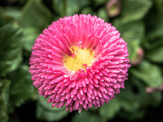 spectacular close-up shot of the pink ball flower...