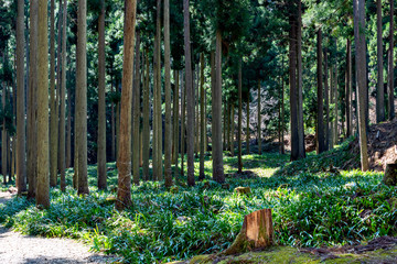 Gregarious fringed iris (Iris japonica) in Japanese ceder forest in Japan