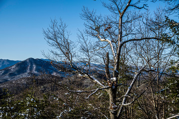 tree in the mountains