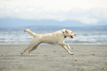 dog running on the beach on Vancouver island Canada with ocean and mountains in the distance