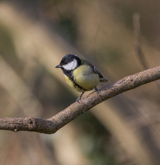 Great tit portrait