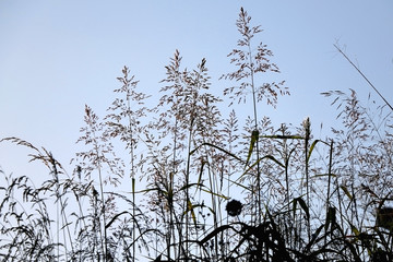 Wildflowers in the breeze and clear blue sky. Selective focus.