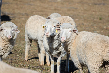 Close up view of some Merino sheep in a flock on a Karoo farm just outside Touwsrivier in the...