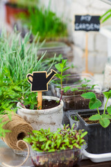 A small garden with seedlings at home on the balcony. Mint in a pot with the name on the plate. Twine for tying plants to a support. Organic farming