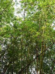 Obraz premium Beautiful green bamboo grove.