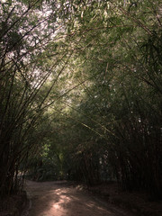 Path in a beautiful green bamboo grove.