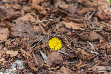 Gelbe Alpenblume am Waldboden