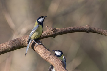 Two tits fighting on tree