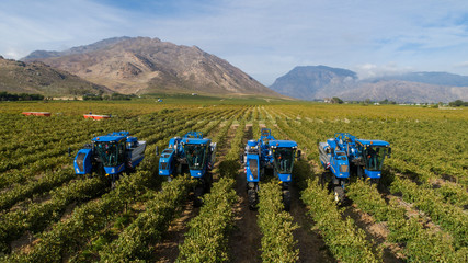 Aerial photo of grape harvesters harvesting grapes in the cape winelands in south africa