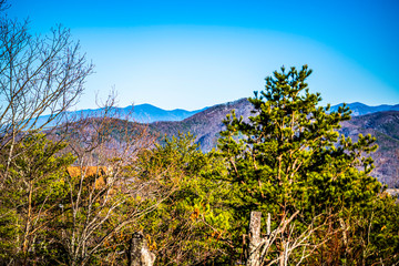 tree in the mountains