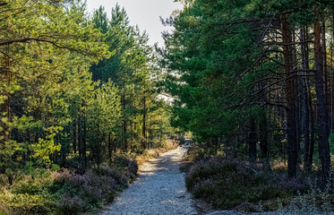 Polish wild forest - Kampinos National Park, Poland