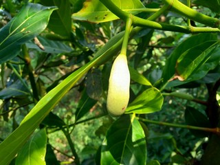 Baby jack fruit or jack fruit flower. Indonesian call it babal.