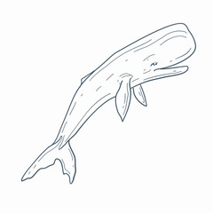Sperm whale vector line art. Cartoon sperm whale illustration.