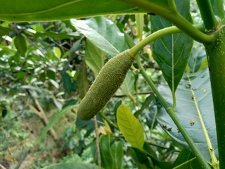 Baby jack fruit or jack fruit flower. Indonesian call it babal.