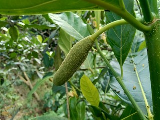 Baby jack fruit or jack fruit flower. Indonesian call it babal.