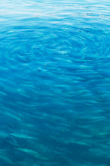 Obraz na płótnie Canvas Fresh Living Fish Photographs in the Water
