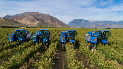 Aerial photo of grape harvesters harvesting grapes in the cape winelands in south africa