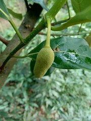 Baby jack fruit or jack fruit flower. Indonesian call it babal.