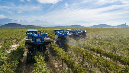 Aerial photo of grape harvesters harvesting grapes in the cape winelands in south africa