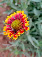 Types of yellow Flowers in the garden