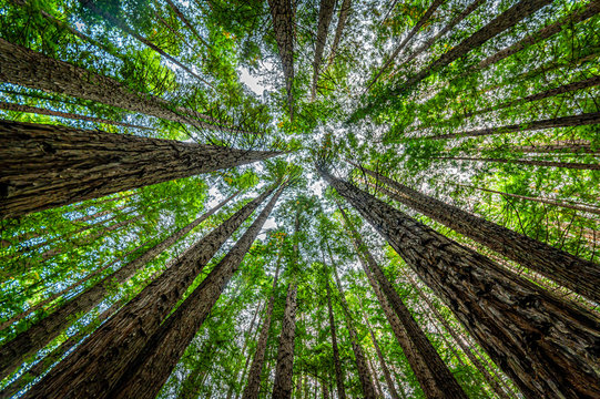 Redwood Ceiling © david hutchinson