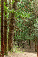 Redwood Vert