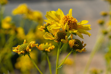 Riverside, Mount Rubidoux