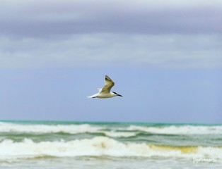 seagull on the beach
