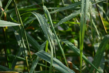 Wassertropfen auf Schilfblättern