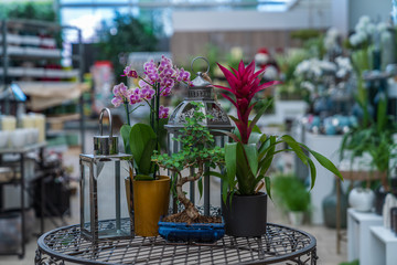 Compositions of living home and spring flowers in decorative pots and vases at a garden center in Italy, Eppan an der Weinstrasse.