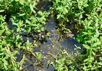 Florida alligator
