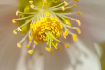 Fototapeta na wymiar beautiful forest flower blossom macro closeup