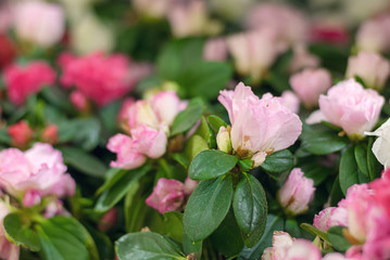 pink rhododendrons in flower market