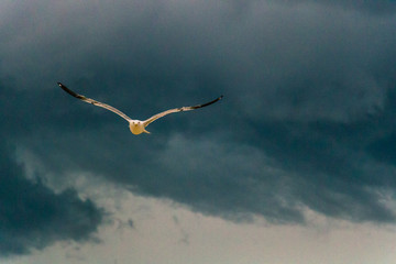 Obraz premium seagull in san sebastian